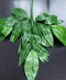 Set 12 ramuri decorative artificiale cu frunze lungi lucioase – aspect natural tropical
