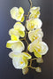 Orhidee artificială mini Phalaenopsis 80cm alb-verde cu accente galben deschis