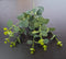 Eucalipt artificial decorativ cu frunze rotunde, 33cm