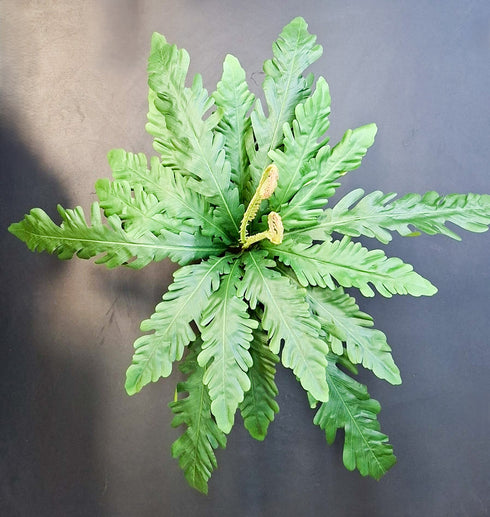 Ferigă artificială verde deschis - 55cm