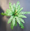 Ferigă artificială verde deschis - 55cm