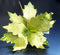 Crăciunițe artificiale verzi – flori decorative festive 10/set