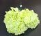 Buchet cu hortensii artificiale verde deschis, flori mari 52cm
