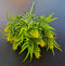Verdeață artificială decorativă galbena, 33cm – aspect natural