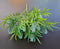 Verdeață artificială decorativă cu spice, 33cm – aspect natural