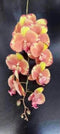Orhidee artificială piersicie cu margini galbene – 100 cm, floare decorativă realistă