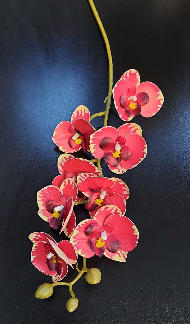 Mini Orhidee artificială roșu intens cu margini crem – 20cm, decorativă realistă