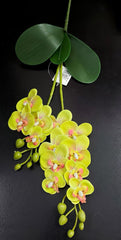 Mini orhidee artificială din silicon, verde lime cu roz – Real Touch, 30 cm